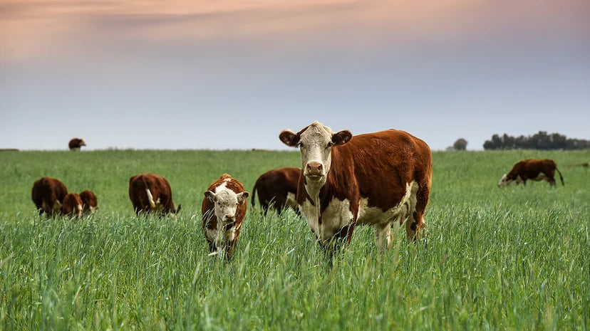 Tallow Skincare: Why This Ancestral Fat Is Making a Comeback